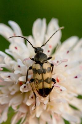  Pachytodes erraticus (Dalman, 1817)