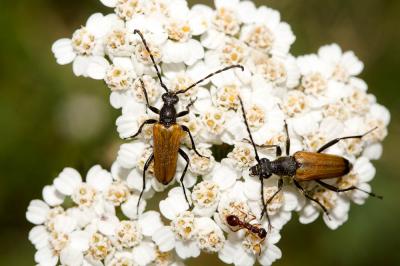  Stictoleptura maculicornis (De Geer, 1775)