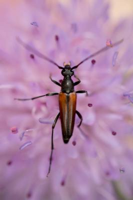  Stenurella melanura (Linnaeus, 1758)