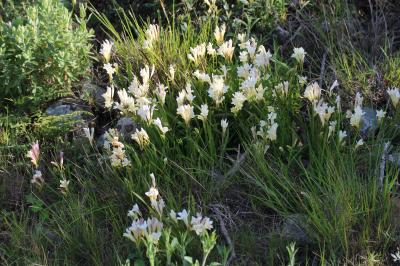  Freesia alba (G.L.Mey.) Gumbl., 1896