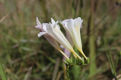  Freesia alba (G.L.Mey.) Gumbl., 1896