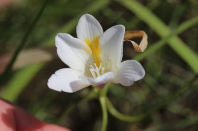  Freesia alba (G.L.Mey.) Gumbl., 1896