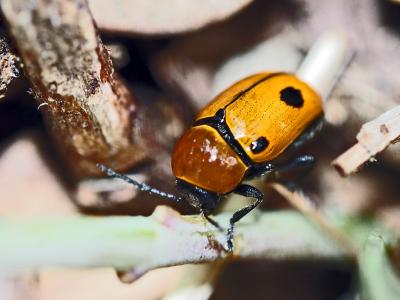  Cryptocephalus bimaculatus Fabricius, 1781