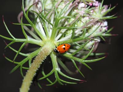 Coccinelle des friches Hippodamia variegata (Goeze, 1777)