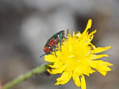 Bupreste hongrois Anthaxia hungarica (Scopoli, 1772)