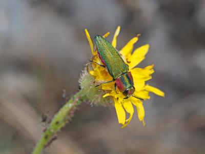 Bupreste hongrois Anthaxia hungarica (Scopoli, 1772)