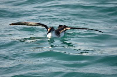 Puffin yelkouan Puffinus yelkouan (Acerbi, 1827)