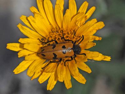  Mylabris connata (Rey, 1892)