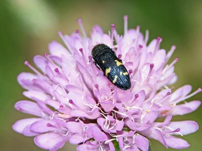  Acmaeoderella flavofasciata (Piller & Mitterpacher, 1783)