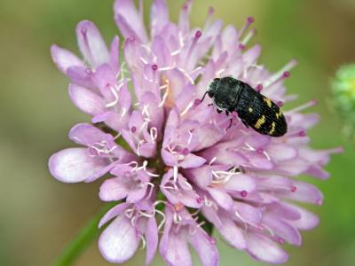  Acmaeoderella flavofasciata (Piller & Mitterpacher, 1783)