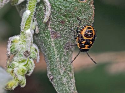Punaise verte à raies & rouges ou blanches Eurydema oleracea (Linnaeus, 1758)