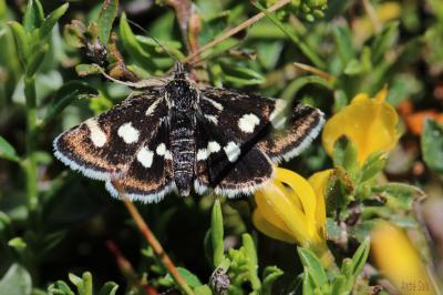  Eurrhypis pollinalis (Denis & Schiffermüller, 1775)