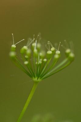 Petit boucage, Persil de Bouc Pimpinella saxifraga L., 1753