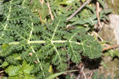 Thapsie Thapsia villosa L., 1753