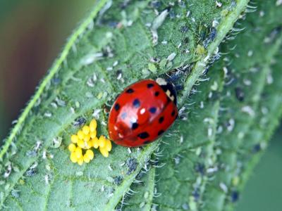 Coccinelle asiatique (la) Harmonia axyridis (Pallas, 1773)