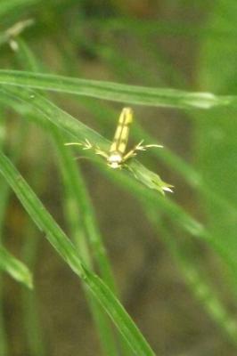  Stathmopoda pedella (Linnaeus, 1760)