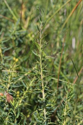 Genêt d'Angleterre, Petit Genêt épineux Genista anglica L., 1753