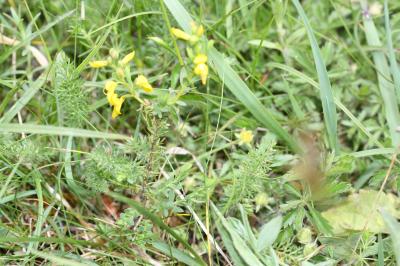 Genêt d'Angleterre, Petit Genêt épineux Genista anglica L., 1753