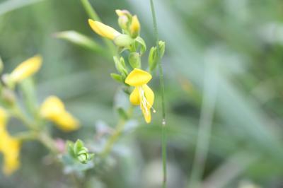Genêt d'Angleterre, Petit Genêt épineux Genista anglica L., 1753
