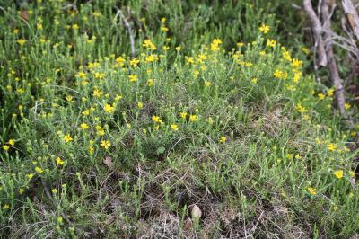 Petit Genêt d'Espagne, Genêt d'Espagne Genista hispanica L., 1753