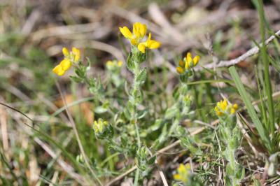 Petit Genêt d'Espagne, Genêt d'Espagne Genista hispanica L., 1753