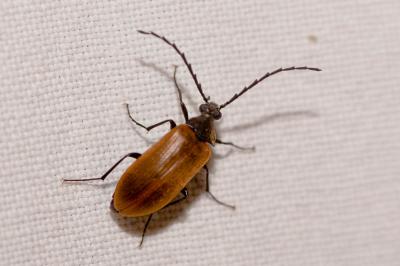  Pseudocistela ceramboides (Linnaeus, 1758)