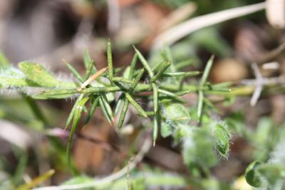 Petit Genêt d'Espagne, Genêt d'Espagne Genista hispanica L., 1753