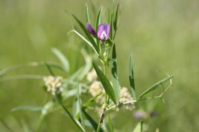 Vesce de Bithynie Vicia bithynica (L.) L., 1759