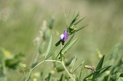 Vesce de Bithynie Vicia bithynica (L.) L., 1759
