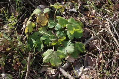 Renoncule laineuse Ranunculus lanuginosus L., 1753