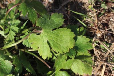 Renoncule laineuse Ranunculus lanuginosus L., 1753