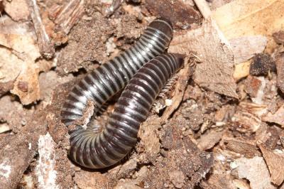  Ommatoiulus sabulosus (Linnaeus, 1758)