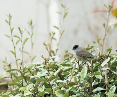 Fauvette à tête noire Sylvia atricapilla (Linnaeus, 1758)