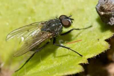  Anthomyia liturata (Robineau-Desvoidy, 1830)