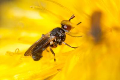  Thecophora atra (Fabricius, 1775)
