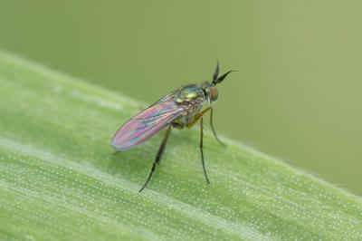  Syntormon pallipes (Fabricius, 1794)