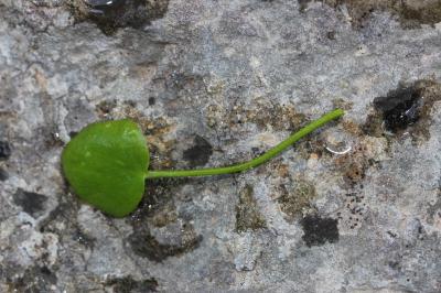 Bouton d'or à feuilles d'Ophioglosse, Renoncule à  Ranunculus ophioglossifolius Vill., 1789