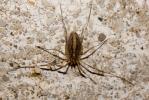  Odiellus troguloides (Lucas, 1847)