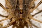  Odiellus troguloides (Lucas, 1847)