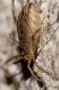  Odiellus troguloides (Lucas, 1847)