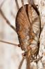  Phalangium opilio Linnaeus, 1758