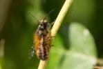 Osmie rousse Osmia bicornis (Linnaeus, 1758)