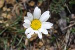 Leucanthème à feuilles de graminées, Marguerite à  Leucanthemum graminifolium (L.) Lam., 1779