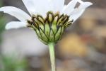 Leucanthème à feuilles de graminées, Marguerite à  Leucanthemum graminifolium (L.) Lam., 1779