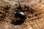  Timarcha goettingensis (Linnaeus, 1758)