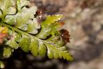 Capillaire noir, Doradille noir Asplenium adiantum-nigrum L., 1753