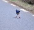 Poule sultane, Talève sultane, Porphyrion bleu Porphyrio porphyrio (Linnaeus, 1758)