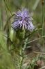 Cardoncelle des Montpellierains Carthamus carduncellus L., 1753
