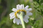 Anthémis des champs, Camomille sauvage Anthemis arvensis L., 1753