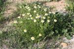 Anthémis des champs, Camomille sauvage Anthemis arvensis L., 1753